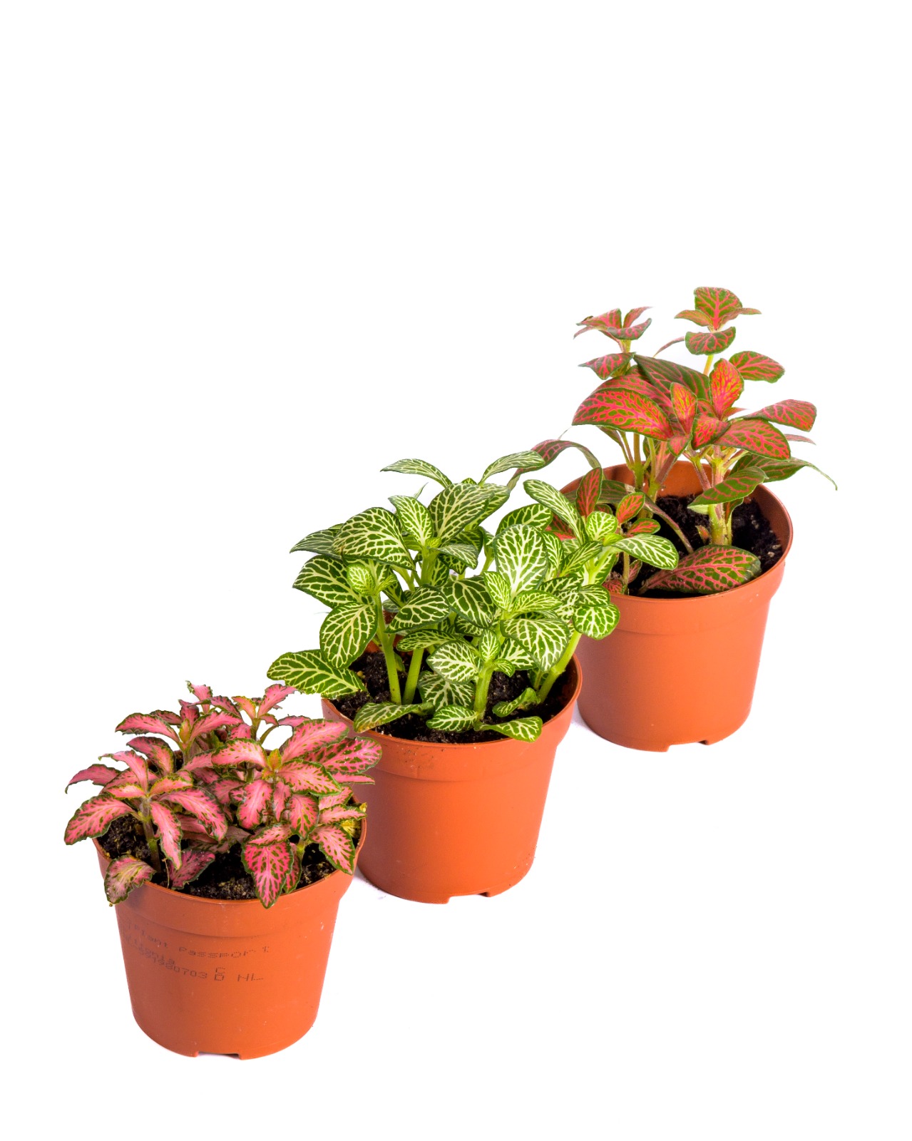 Buy Fittonia Mixed Ht 12 Cm online On Qetaat.com